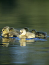 Closeup Of Beautiful Ducklings In The Lake On A Sunny Day