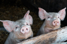 Closeup Of Beautiful Pigs On A Farm On A Sunny Day