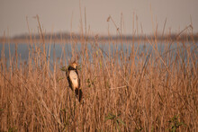 Selective Focus Shot Of Guira Cuckoo (Guira Guira) Perched On Dry Reed