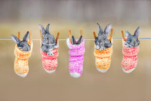 Adorable Little Rabbits In Colorful Socks Hanging On A Clothesline