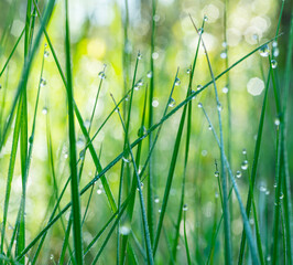 Wall Mural - Green grass covered with sparkling dew drops close-up. Purity and freshness concept. Nature background.