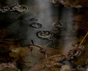 Canvas Print - Close-up shot of rain drops on a river water