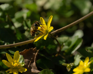 Wall Mural - Macro shot of a small bee on a field flower