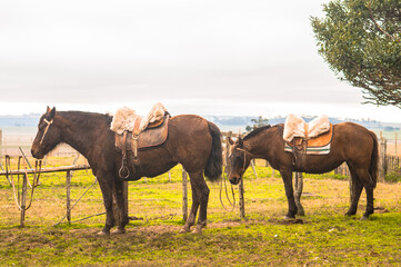 Poster - Brown horses in an enclosure