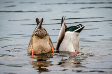 Closeup Shot Of Two Ducks With Heads Under The Water