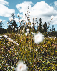 Sticker - Photo of cotton grass in nature