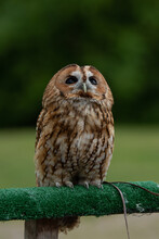 Vertical Shot Of A Tawny Owl (Strix Aluco) Perched On A Falconry Bar With Blurred Green Background