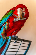 Portrait Of Parrot At Castell De Sa Punta De N'amer