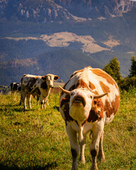 Poster - Vertical shot of white and brown cows pasturing at a farm