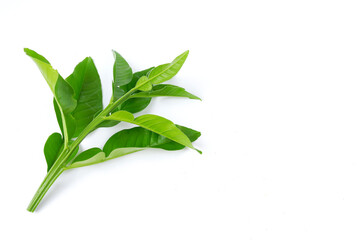 Closeup shot of leaves on an isolated background