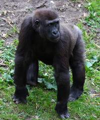 Sticker - Vertical shot of a big Gorilla ape standing on grass in the nature