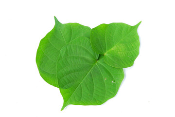 Closeup shot of leaves on an isolated background