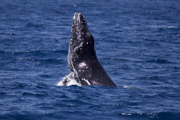 Canvas Print - Closeup of a blue whale breaching on the water surface off the coast of San Diego, California, USA