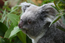 Closeup Shot Of A Cute Furry Koala Eating An Eucalyptus Leaf In A Forest