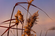 Close up shot of a golden scirpus on a background on a sunset background