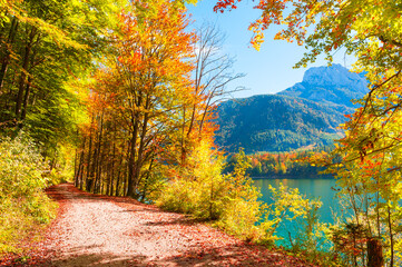 Wall Mural - Yellow autumn trees on the shore of lake in Austrian Alps