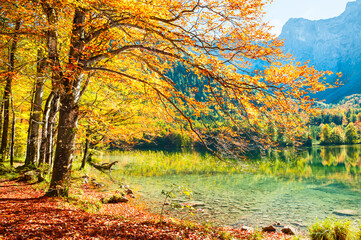 Wall Mural - Yellow autumn trees on the shore of lake. Alps mountains, Austria