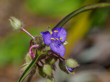 Closeup Of Beautiful Purple Virginia Spiderwort Flowers In A Garden