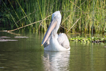 Closeup Of A White Pelican Swimming On Water