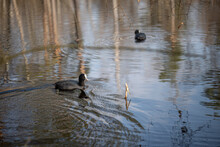 Coot Ducks Floating On The Water With The Reflection Of Trees