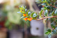Orange Flower Of Hypocyrta, Nematanthus Nervosus Or Goldfish Plants Bloom And Hanging In Pot With Sunlight In The Garden.
