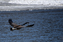 Closeup Shot Of A Canadian Goose Flying Over A Lake