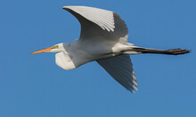 Closeup Shot Of A White Florida Great Egret In Flight On A Blue Sky Background