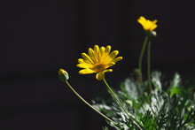 Closeup Of A Yellow Daisy Fower Bush In The Sun Growing From Green Gras On A Blurred Background