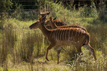 Selective Focus Shot Of Female Nyala Antelopes