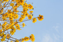 Branches With Yellow Flowers Against Blue Sky