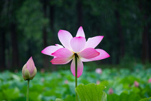 Open And Closed Blooms Of A Lotus (Nelumbo Nucifera) Flower