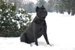 Closeup shot of Cane Corso dog in the forest on a winter day
