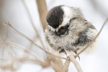 Closeup Of A Black-capped Chickadee Perched On A Branch