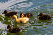 Selective Focus Of Little Ducklings In A Living Nature On The River With Bokeh Background. Close Up Of A Mallard Duckling Swimming In The Water With Shallow Depth Of Field. Baby Chicks First Swim