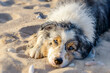 Australian Shepherd Hund liegt im Sand in der Abendsonne und schaut entspannt zum Betrachter