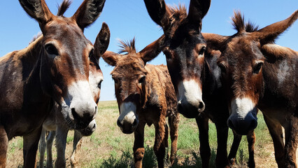 domestic donkeys look into the camera and walk along the road to the field in the village