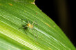 Jumping spider relaxing on a corn stalk leaf.