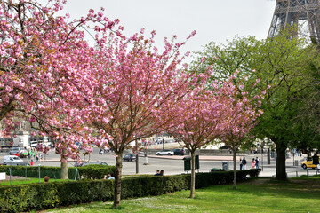 Wall Mural - Paris, France. Cherry blossoms blooming in the Trocadero Gardens. March 28, 2022.
