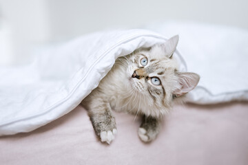 Wall Mural - Cute kitten lying in bed. Fluffy pet comfortably settled to sleep