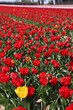 tulipes, Jonquière, France
