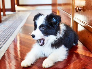 Poster - border collie puppy