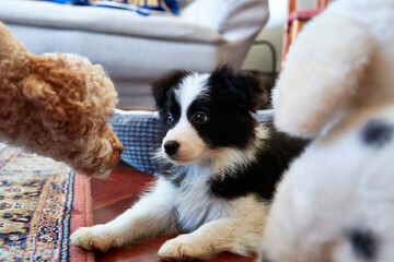 Poster - border collie puppy