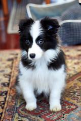 Poster - border collie puppy