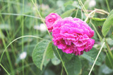 Fototapeta  - Różowa Różyczka Kwiat Ogród 3