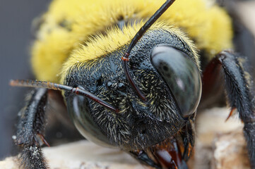 Wall Mural - macro of a bee