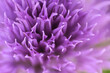 Szczypiorek Fiolet Kwiat Natura Ogród Makro