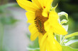 Słonecznik Kwiat Liść Płatki Żółty 3