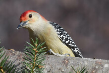 Red Bellied Woodpecker Perched On A Log.