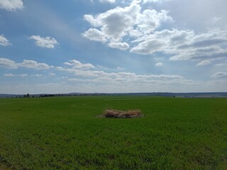 Spring green field under white clouds