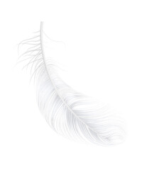 Poster - Realistic Feather Illustration